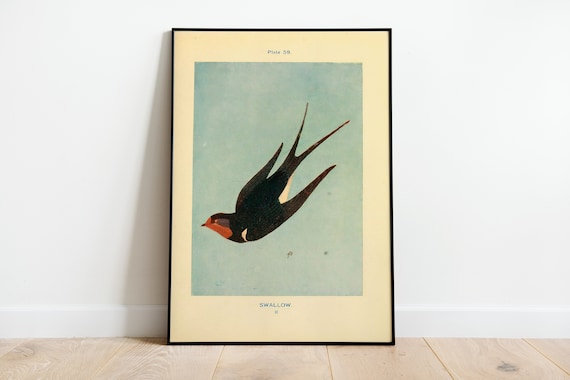 Vintage Swallow Art Print, Nature Bird Illustration