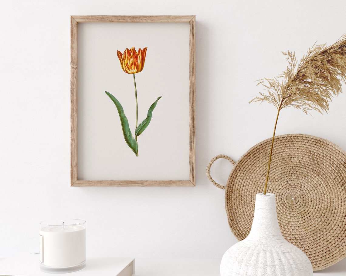 Bright Striped Yellow Red Garden Tulip Botanical Vintage Art Print - Image 3