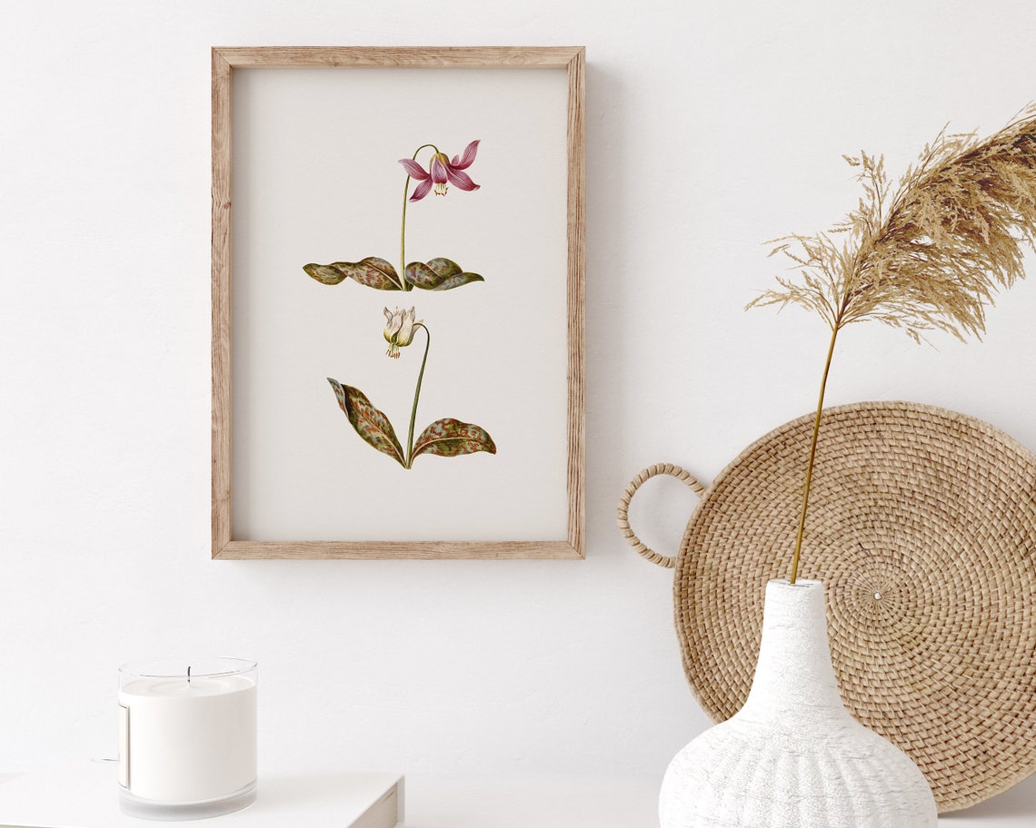 Dogtooth Violet Botanical Flower Illustration Vintage Art Print - Image 3