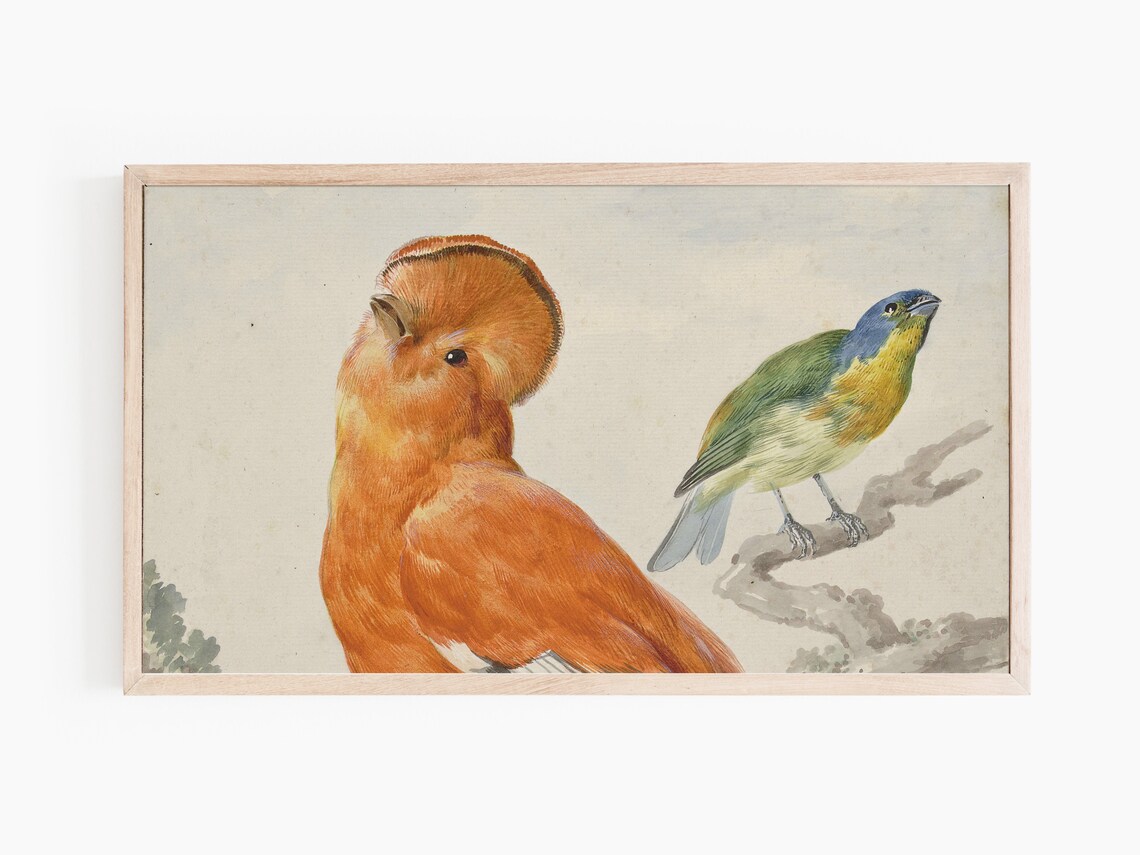 Vintage Exotic Birds Illustration Orange and Blue Bird Pair Art Print - Image 3