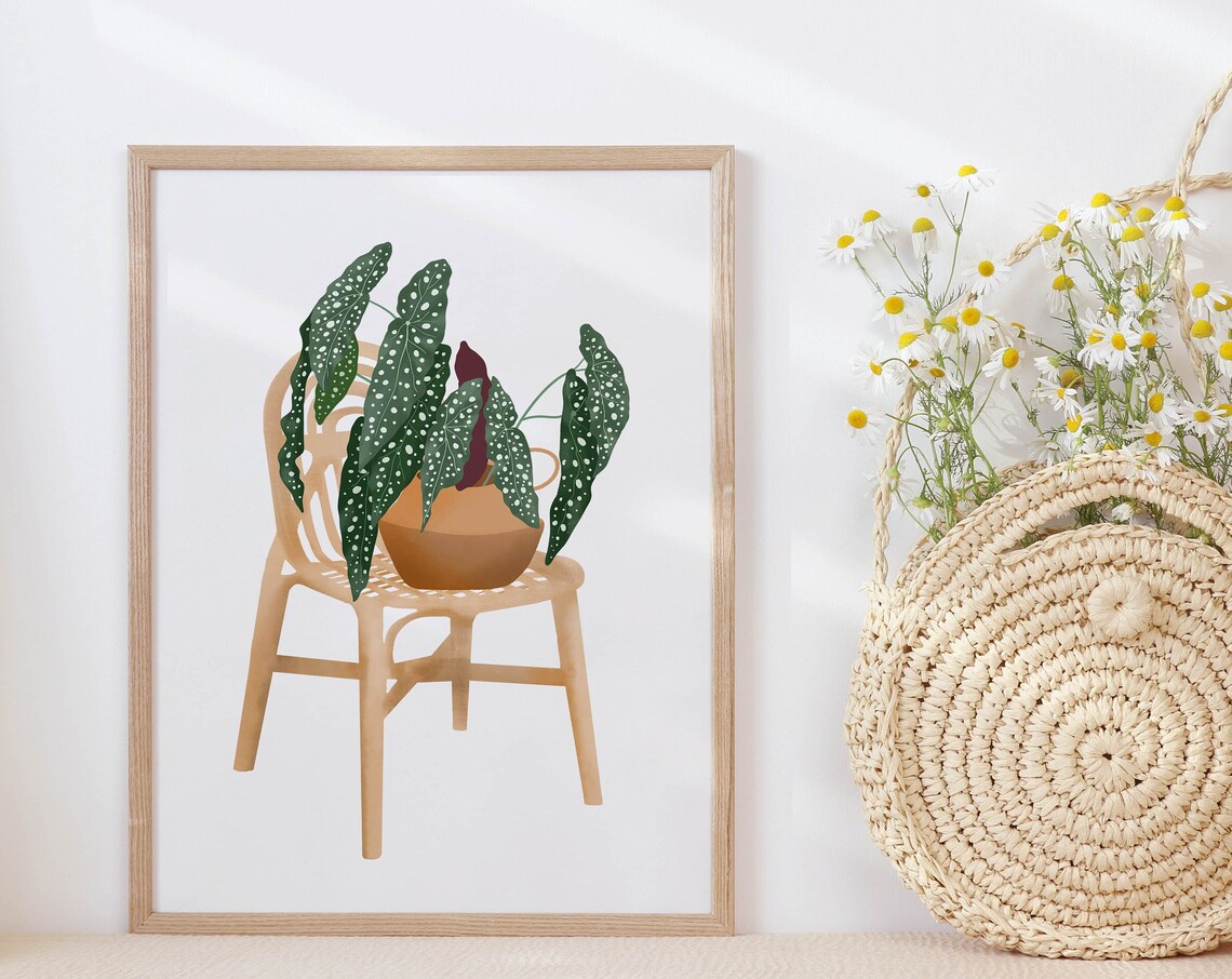 Spotted Begonia in a Terracotta Pot on a Rattan Chair Botanical Poster