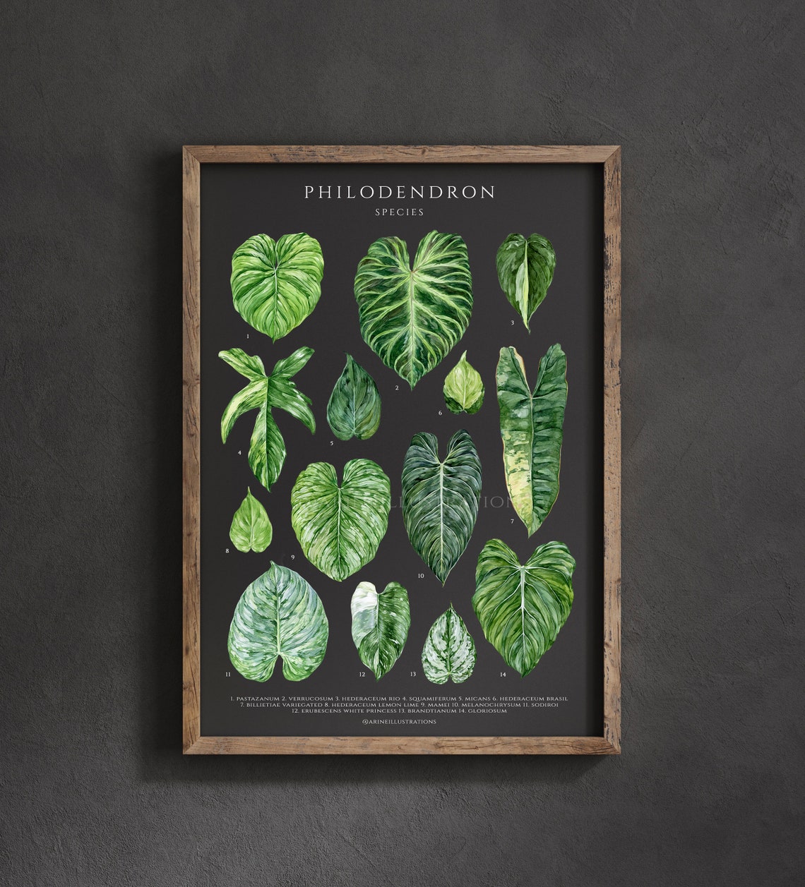 Philodendron Species Botanical Leaf Identification Chart Poster - Image 3