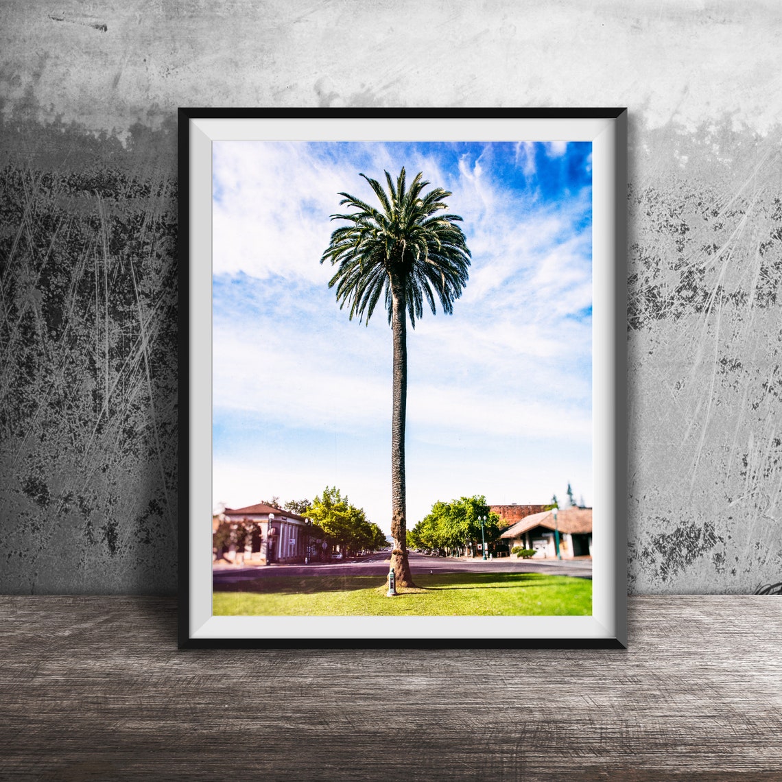 Sonoma California Tall Palm Tree Plaza Blue Sky Photo Poster