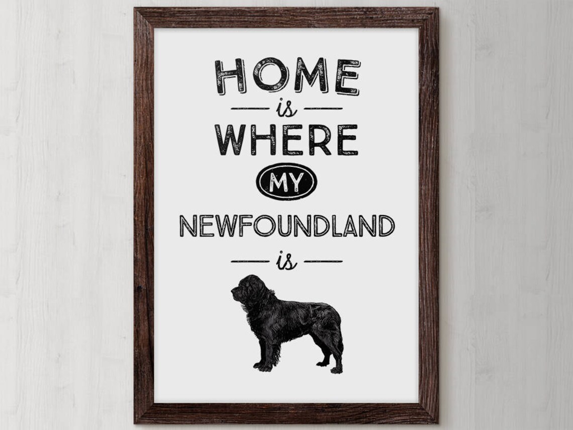 Home Is Where My Newfoundland Is Newfoundland Dog Quote Poster