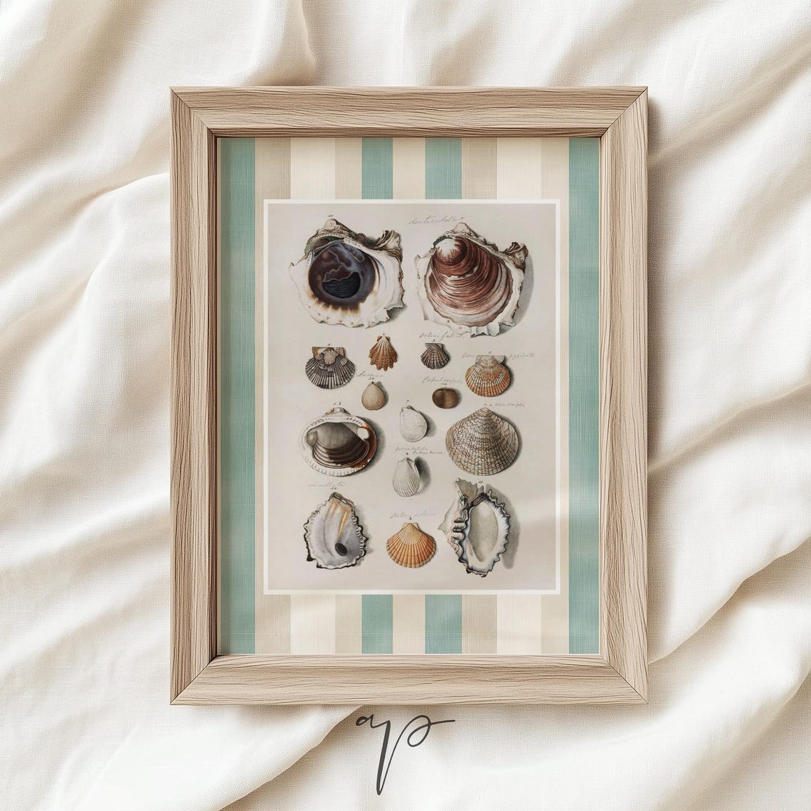 Vintage Seashell Scientific Chart Scallop Conch Coastal Poster