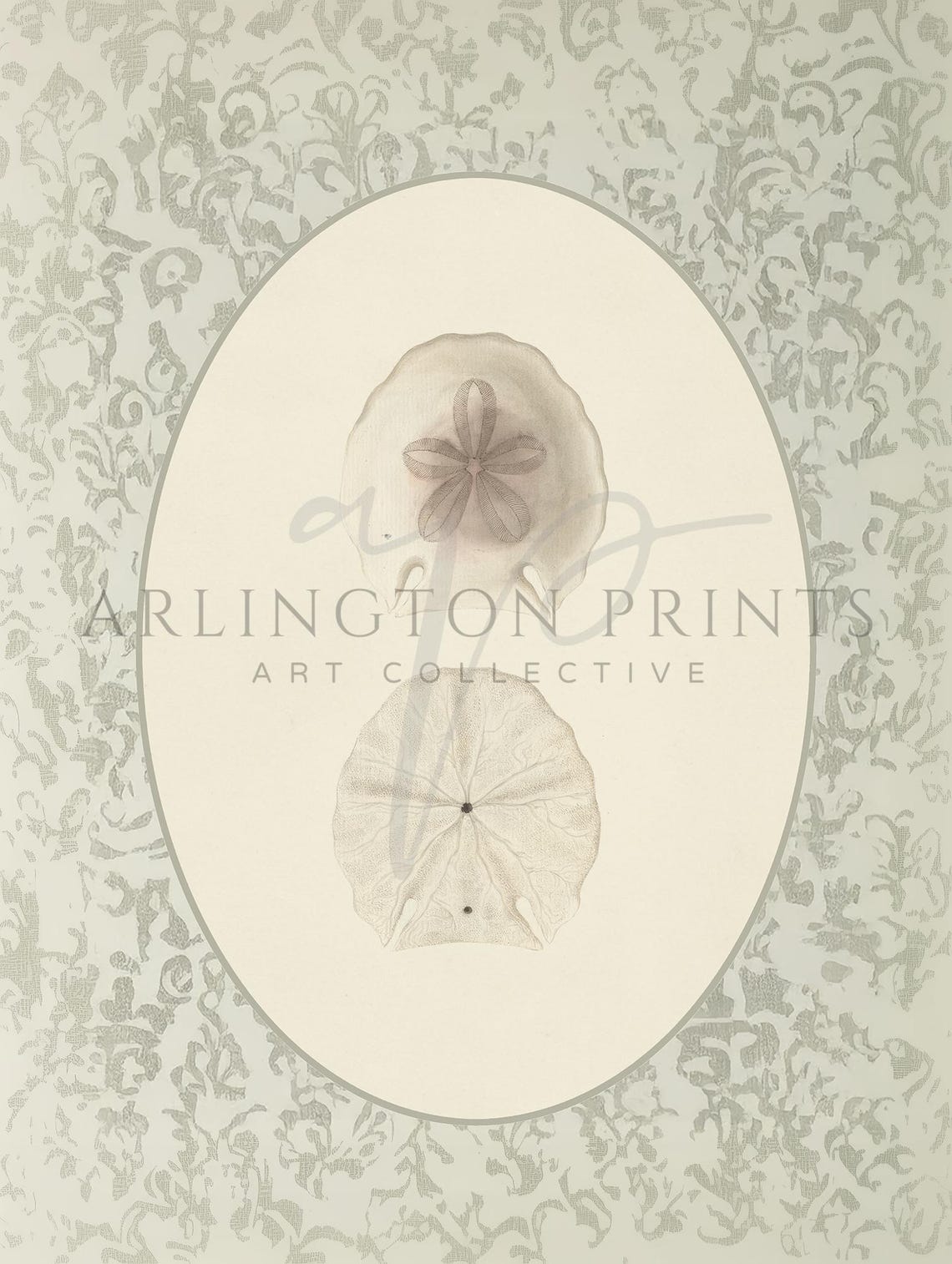 Two Sand Dollars Antique Study on Damask Coastal Nursery Decor Poster - Image 2