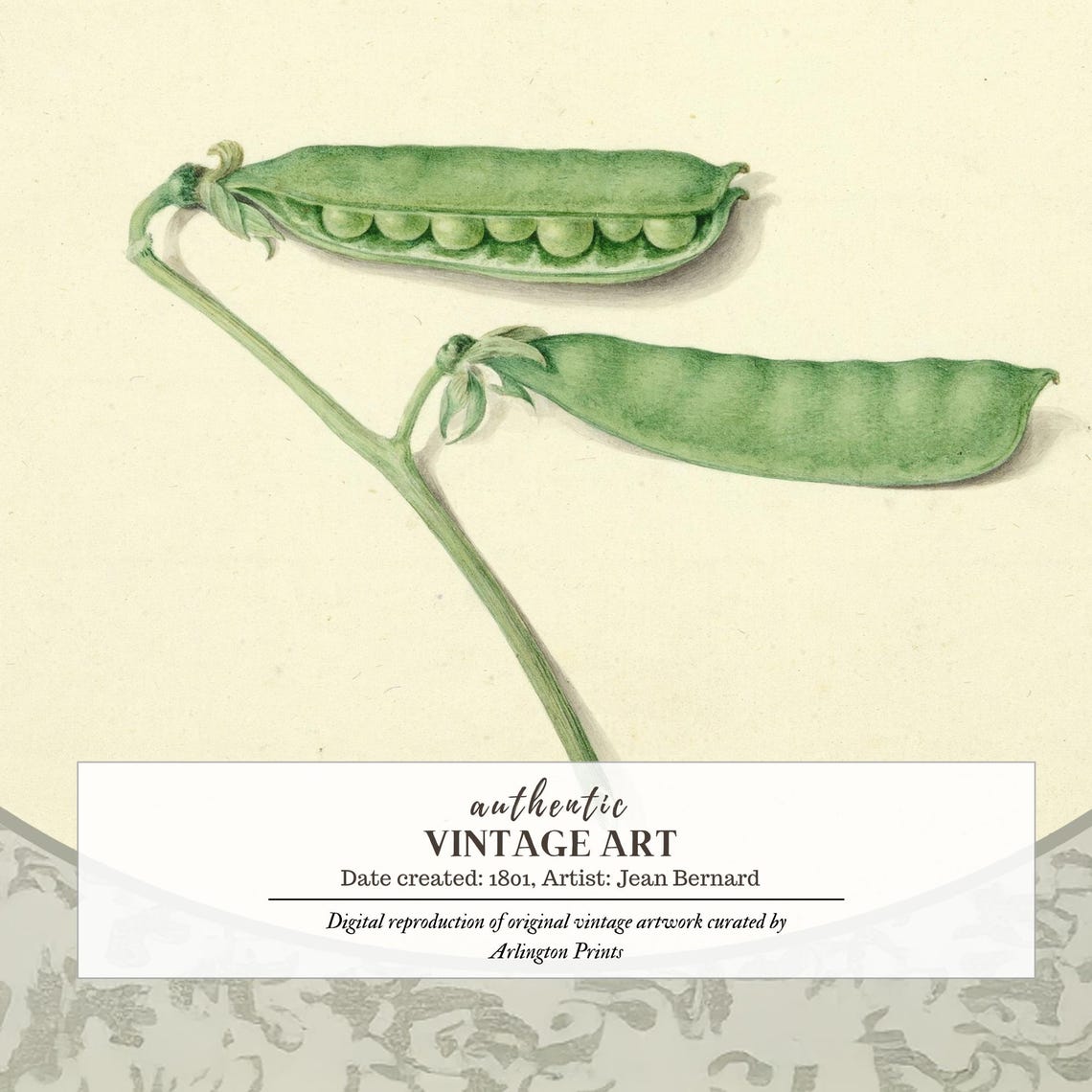 Vintage Botanical Illustration of Fresh Green Pea Pods Print - Image 6