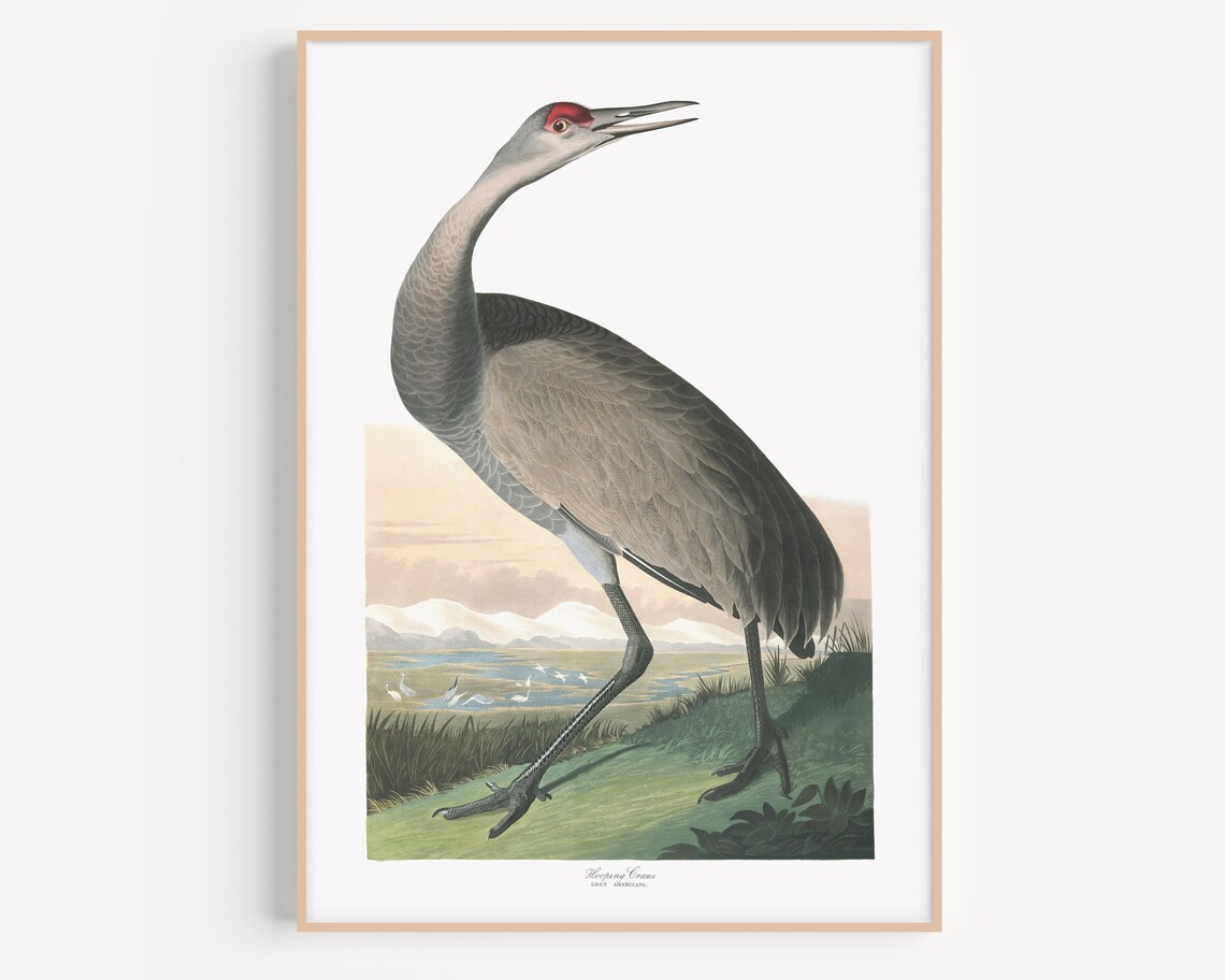 Hooping Crane Antique Vintage Naturalist Bird Illustration Poster