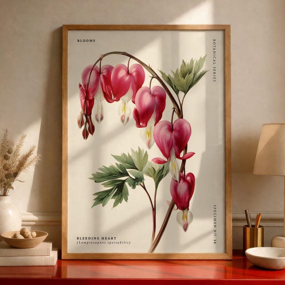 Bleeding Heart Lamprocapnos Spectabilis Flower Poster Botanical Illustration Vintage Floral Wall Art
