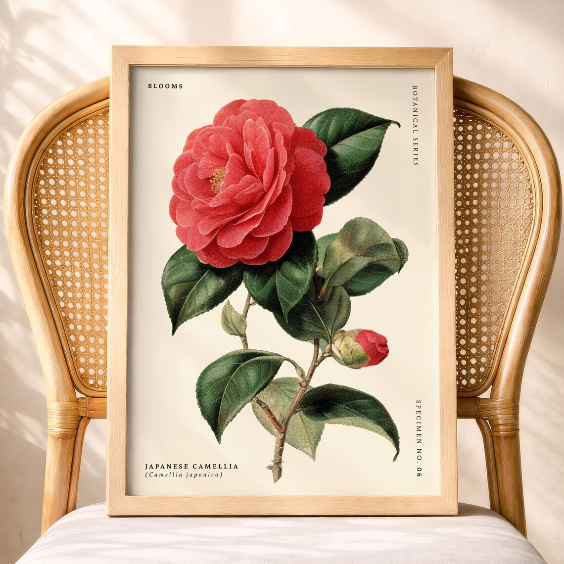 Japanese Red Camellia Japonica Vintage Botanical Flower Poster