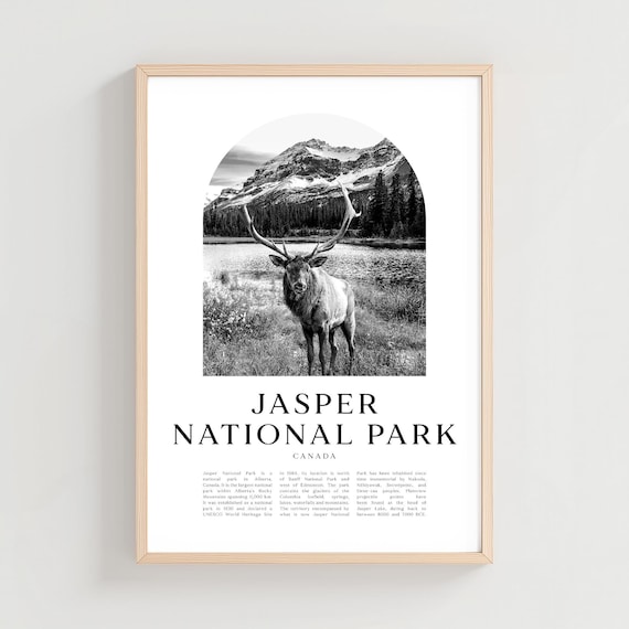 Jasper National Park Canada Elk Black and White Photography Poster