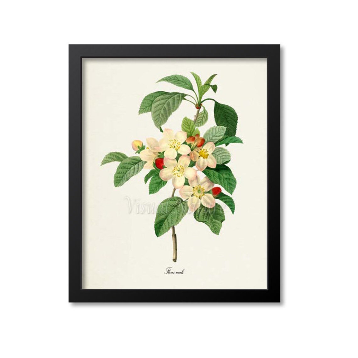 Flores Mali Botanical Flower Art Print, Redoute