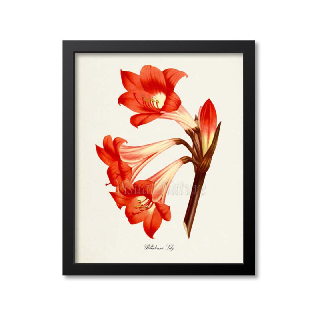Belladonna Lily Botanical Art Print, Floral Decor