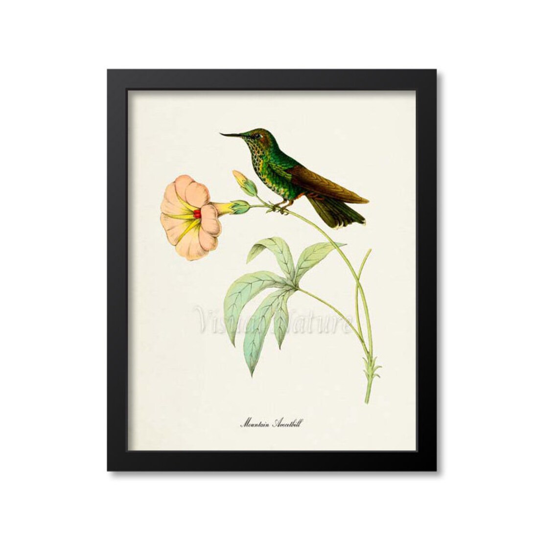 Mountain Avocetbill Hummingbird, Floral Garden Art Print