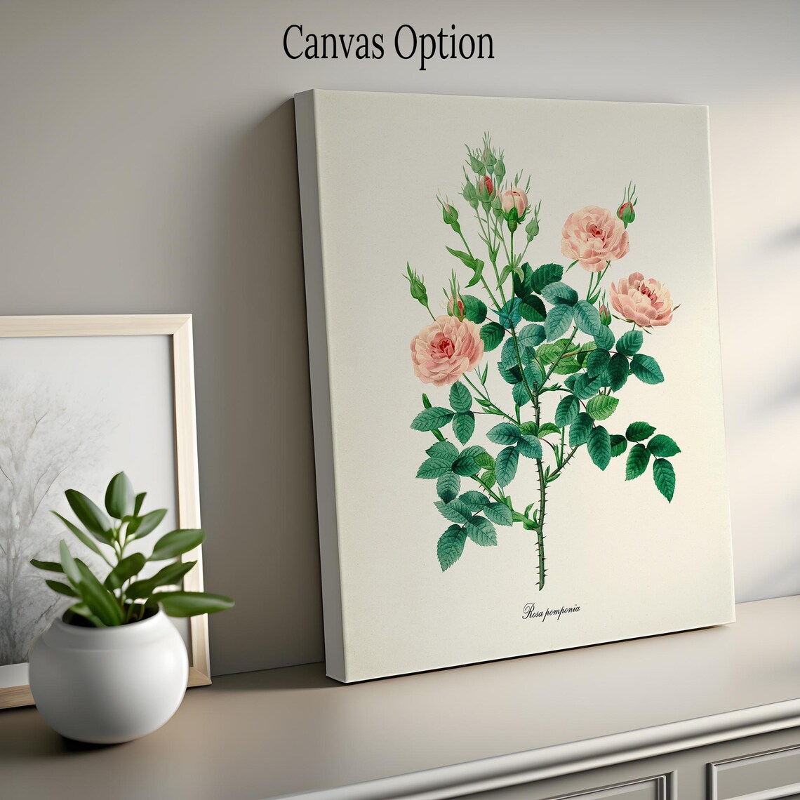Pompon Rose Botanical Art Print, De Meaux Rose - Image 2