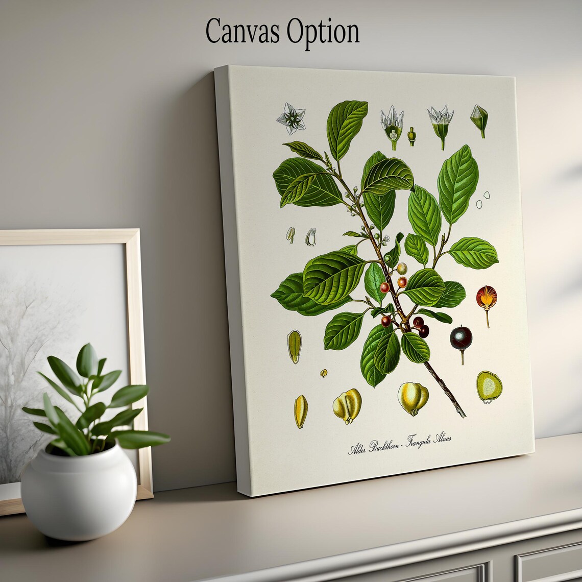 Alder Buckthorn Botanical Art Print, Frangula Alnus - Image 2