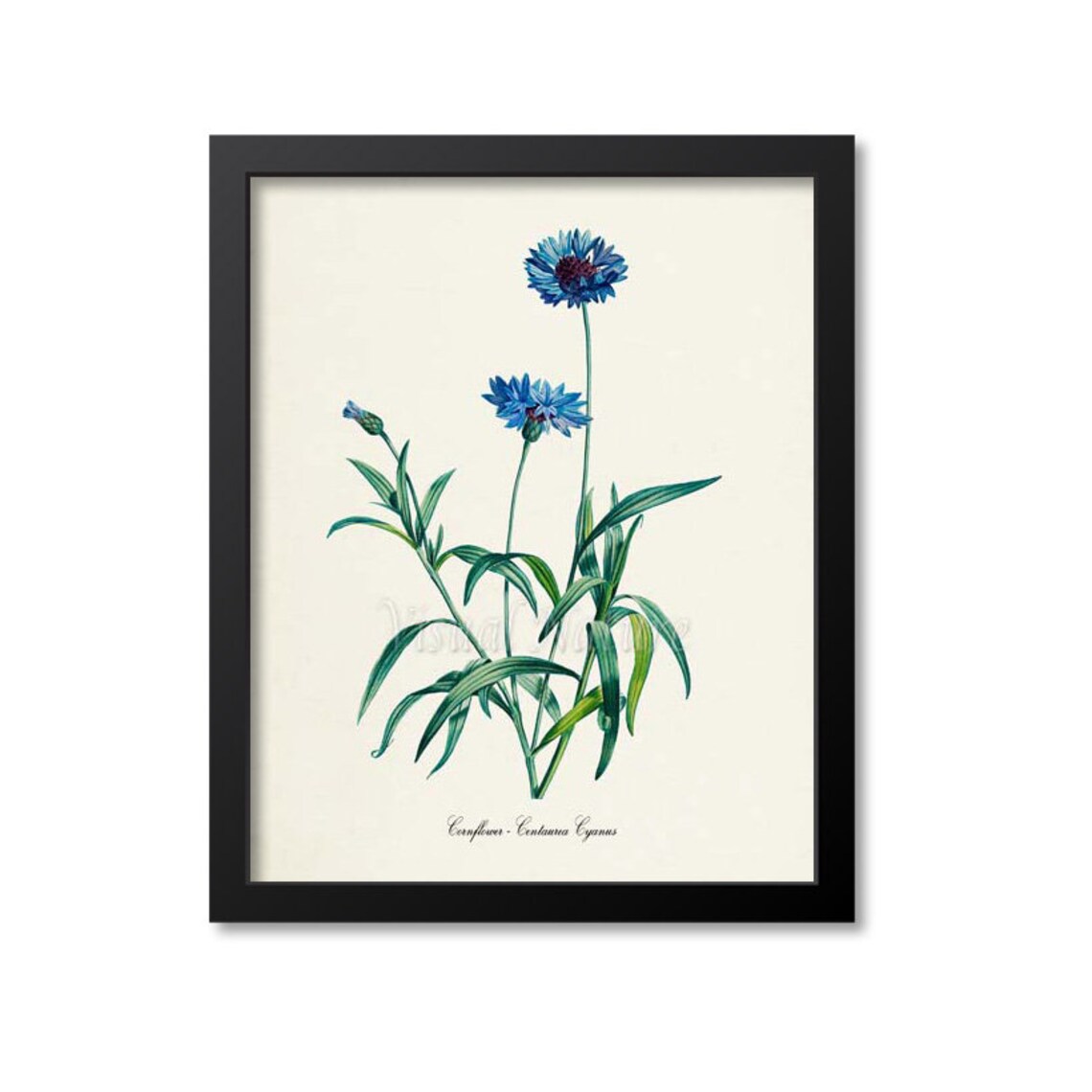 Cornflower Botanical Art Print, Floral Redoute
