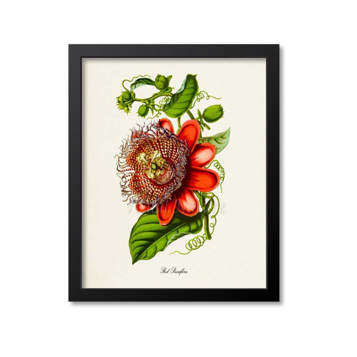 Red Passiflora Flower Botanical Wall Art Print
