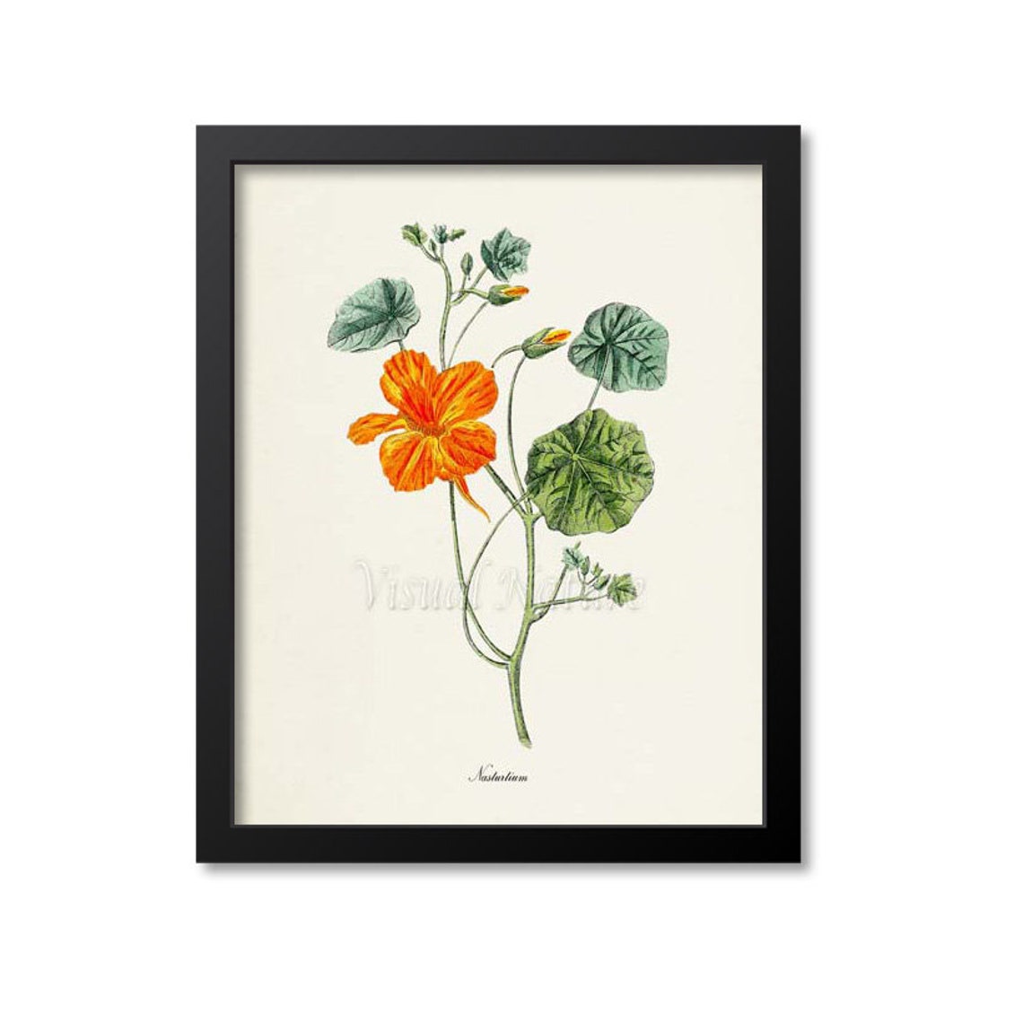 Vibrant Orange Nasturtium Bloom Round Leaf Vintage Botanical Poster