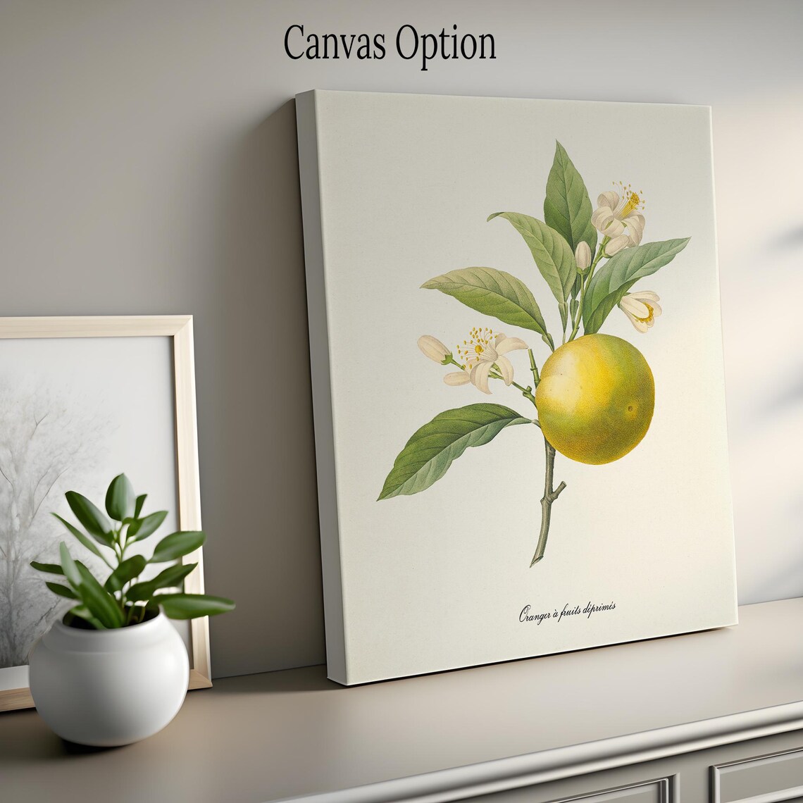 Orange Botanical Art Print, Redoute-Inspired - Image 2