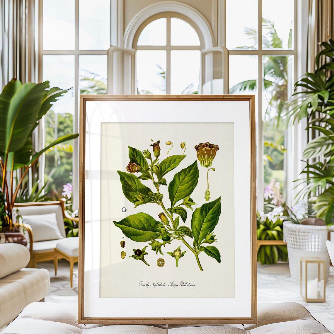 Deadly Nightshade Botanical Art Print, Atropa Belladonna - Image 3