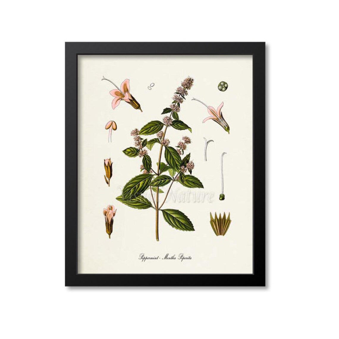 Peppermint Botanical Art Print, Kitchen Wall Decor