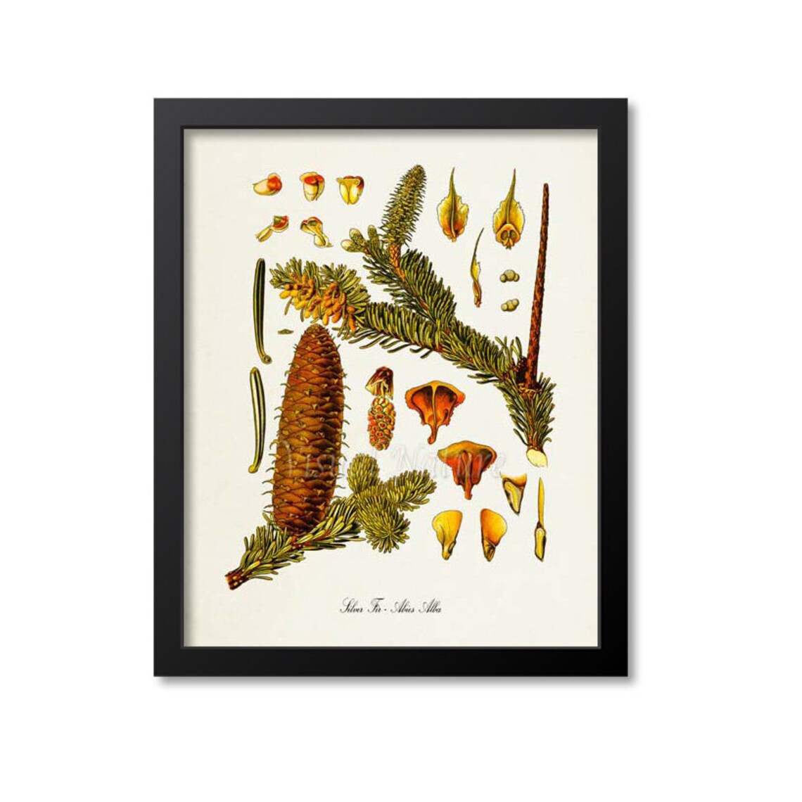 Silver Fir Botanical Art Print, Kitchen Wall Art