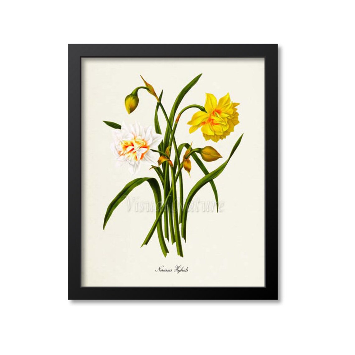 Narcissus Hybrids Daffodil Botanical Art Print