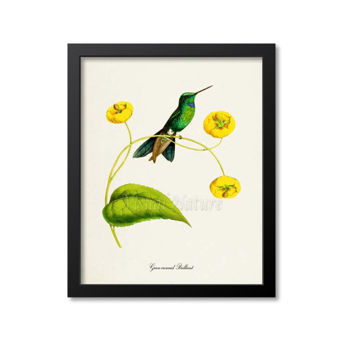 Green Crowned Brilliant Hummingbird Art Print