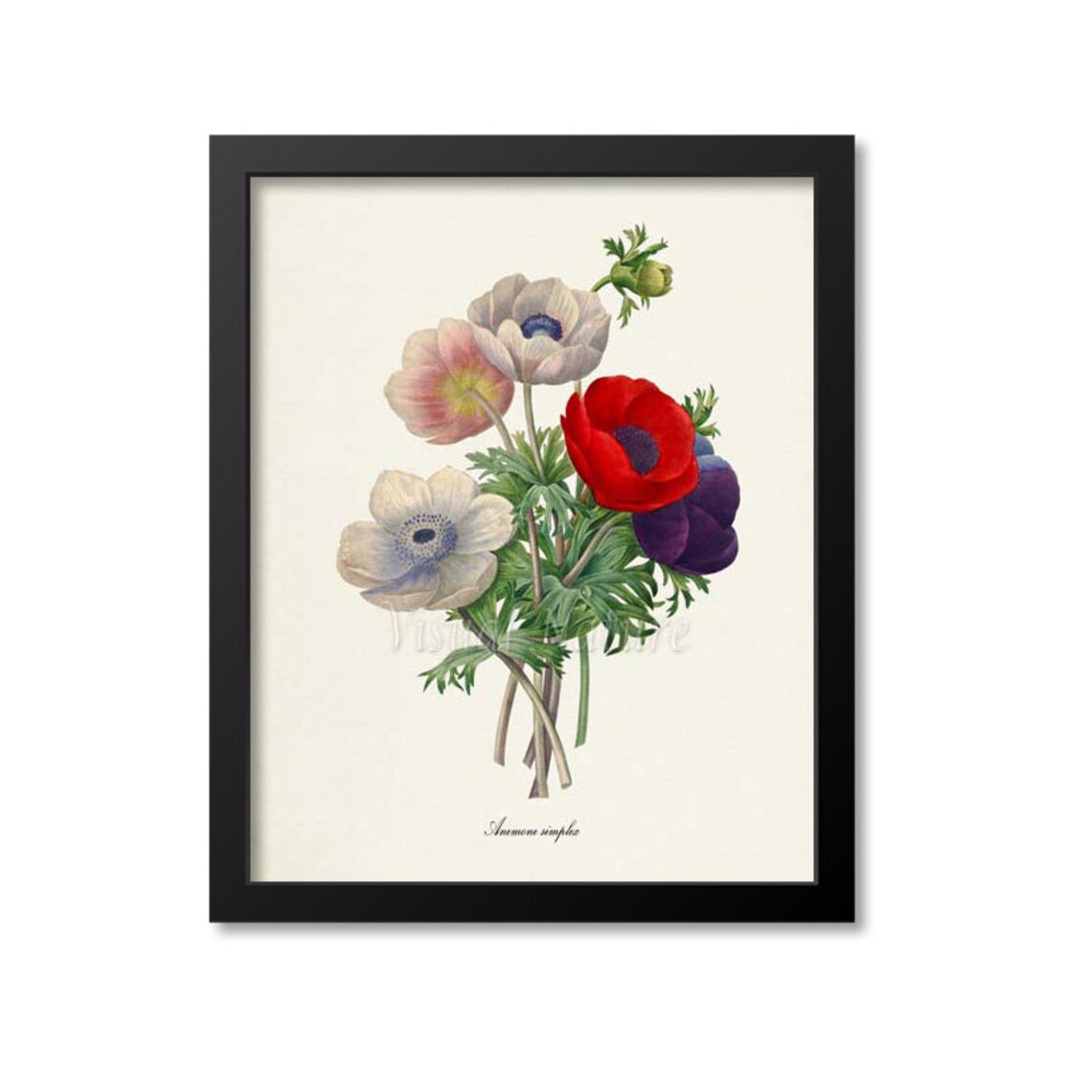 Anemone Simplex, Redoute-Inspired Botanical Art Print