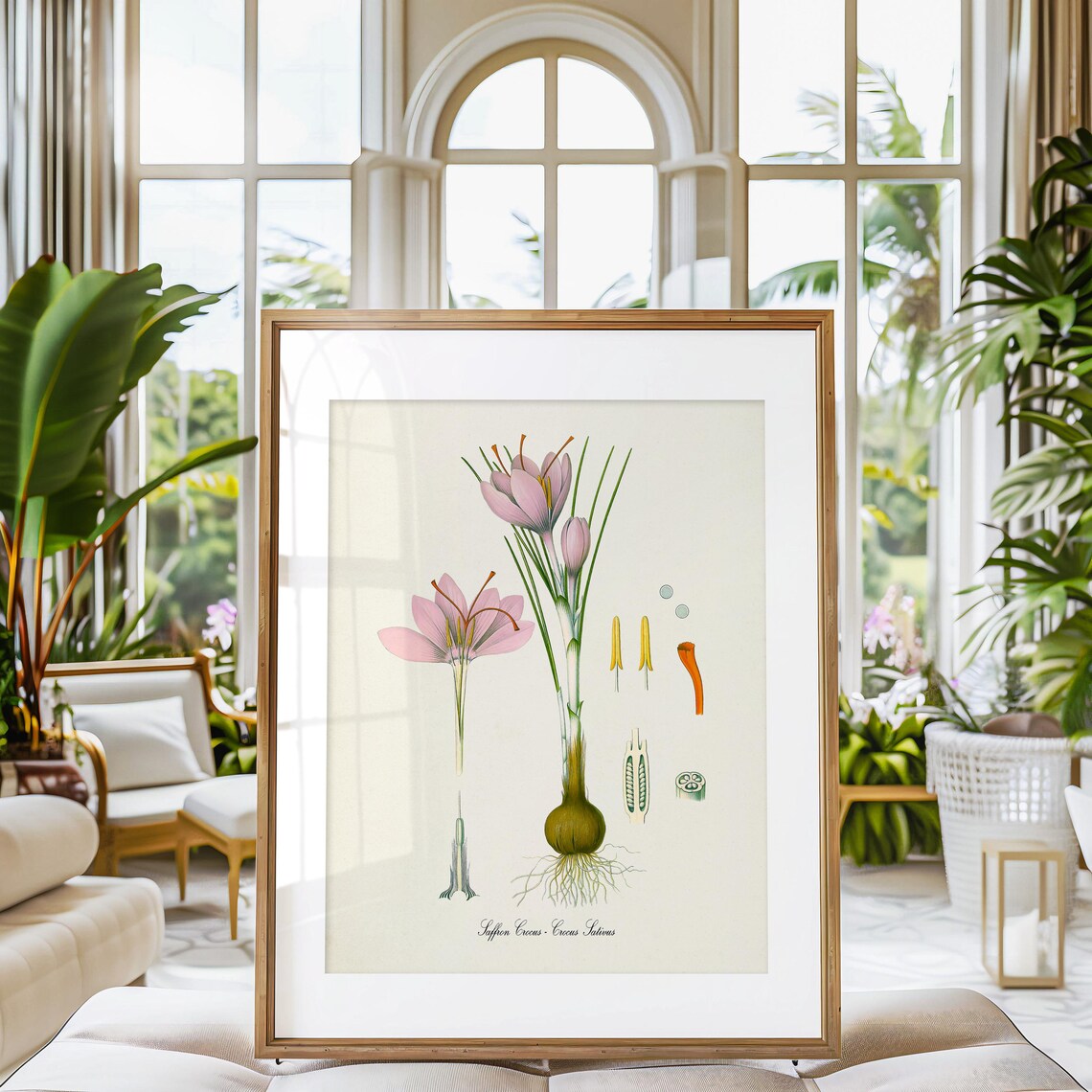 Saffron Crocus Botanical Art Print, Crocus Sativus - Image 3