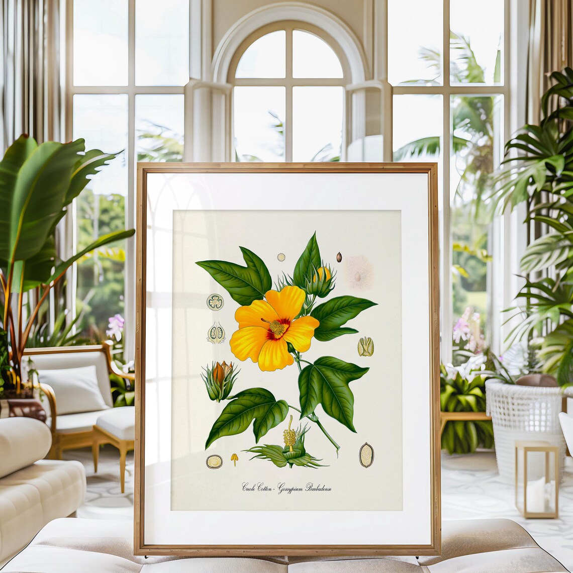 Creole Cotton Botanical Art Print, Gossypium Barbadense - Image 3