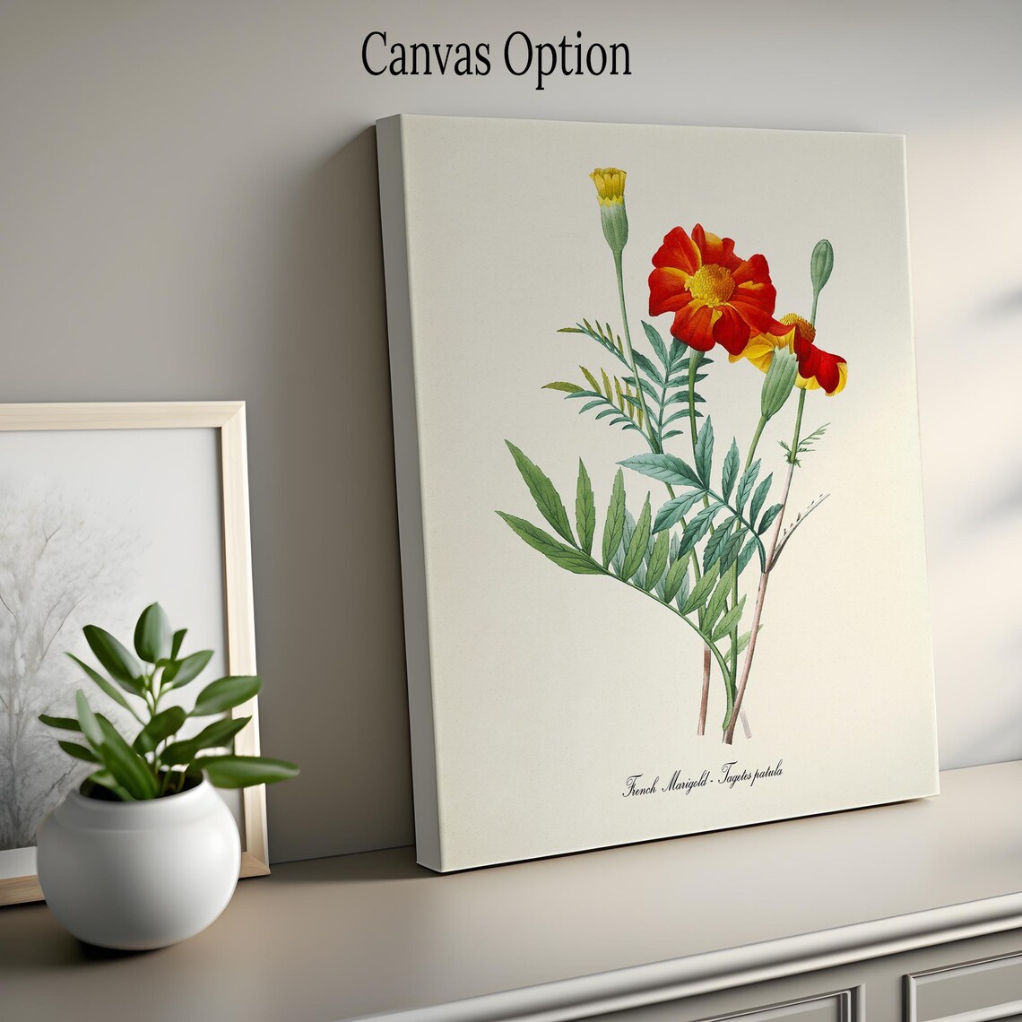 French Marigold Botanical Art Print, Tagetes Patula - Image 2