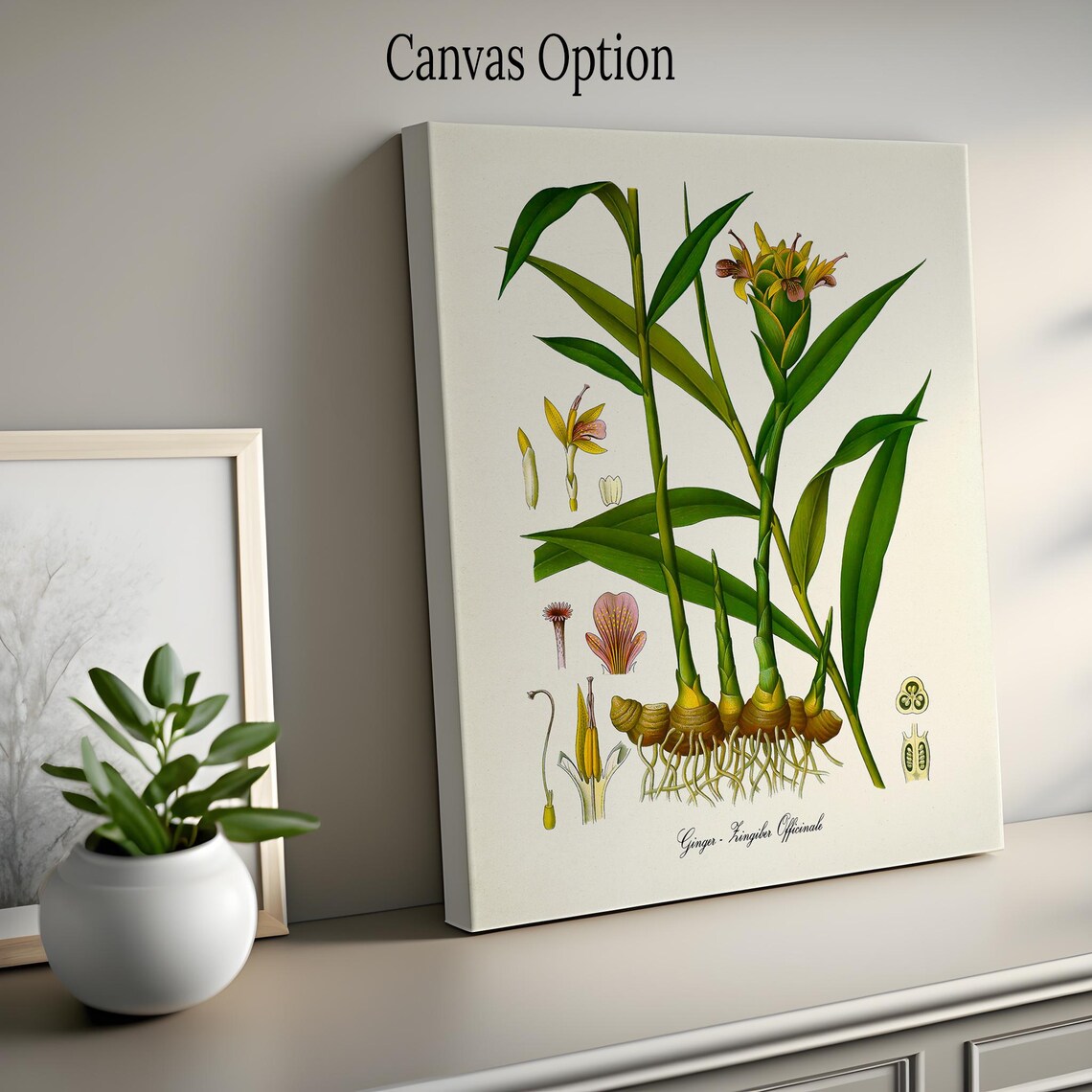 Ginger Botanical Art Print, Zingiber Officinale - Image 2