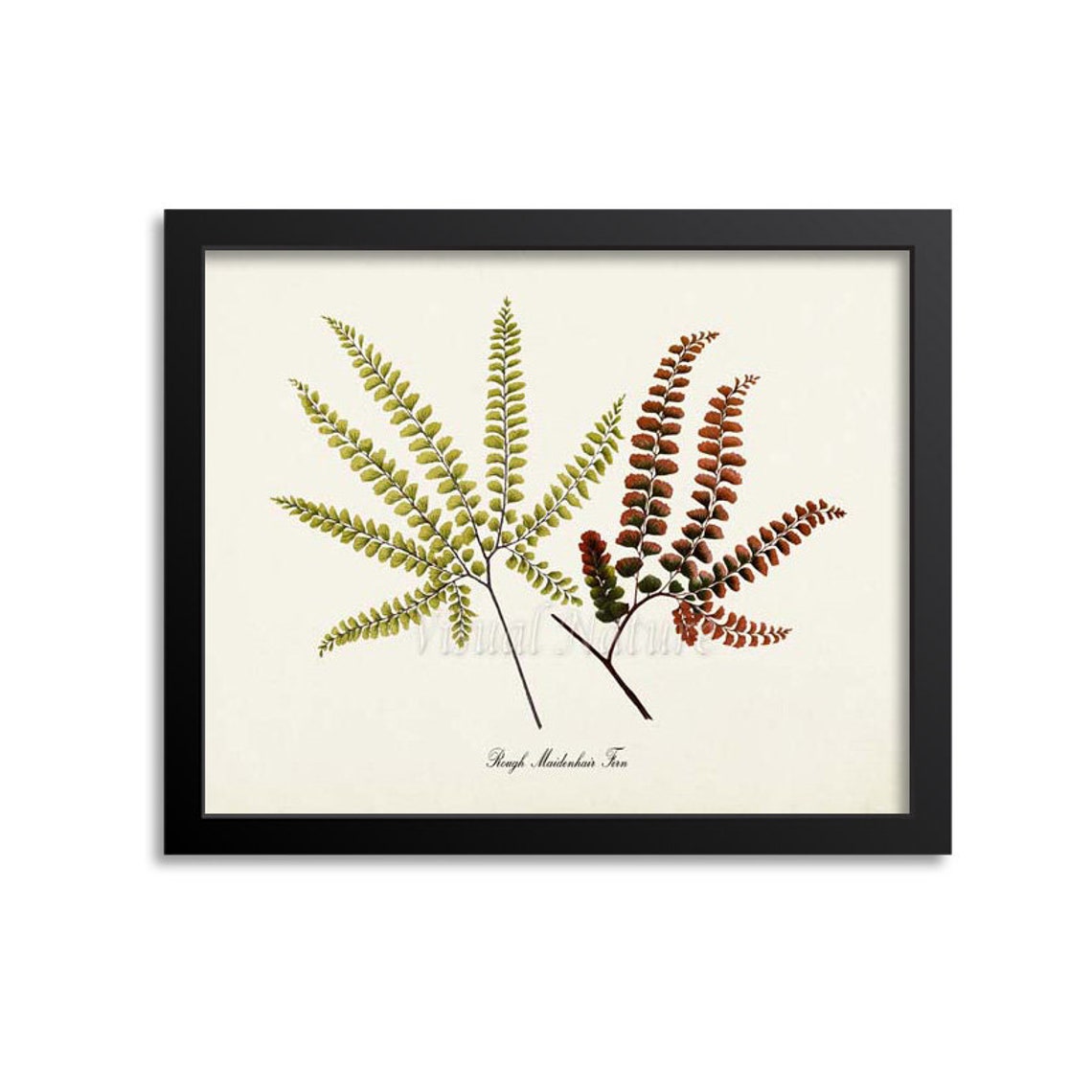 Rough Maidenhair Fern Green Rust Fronds Vintage Botanical Poster