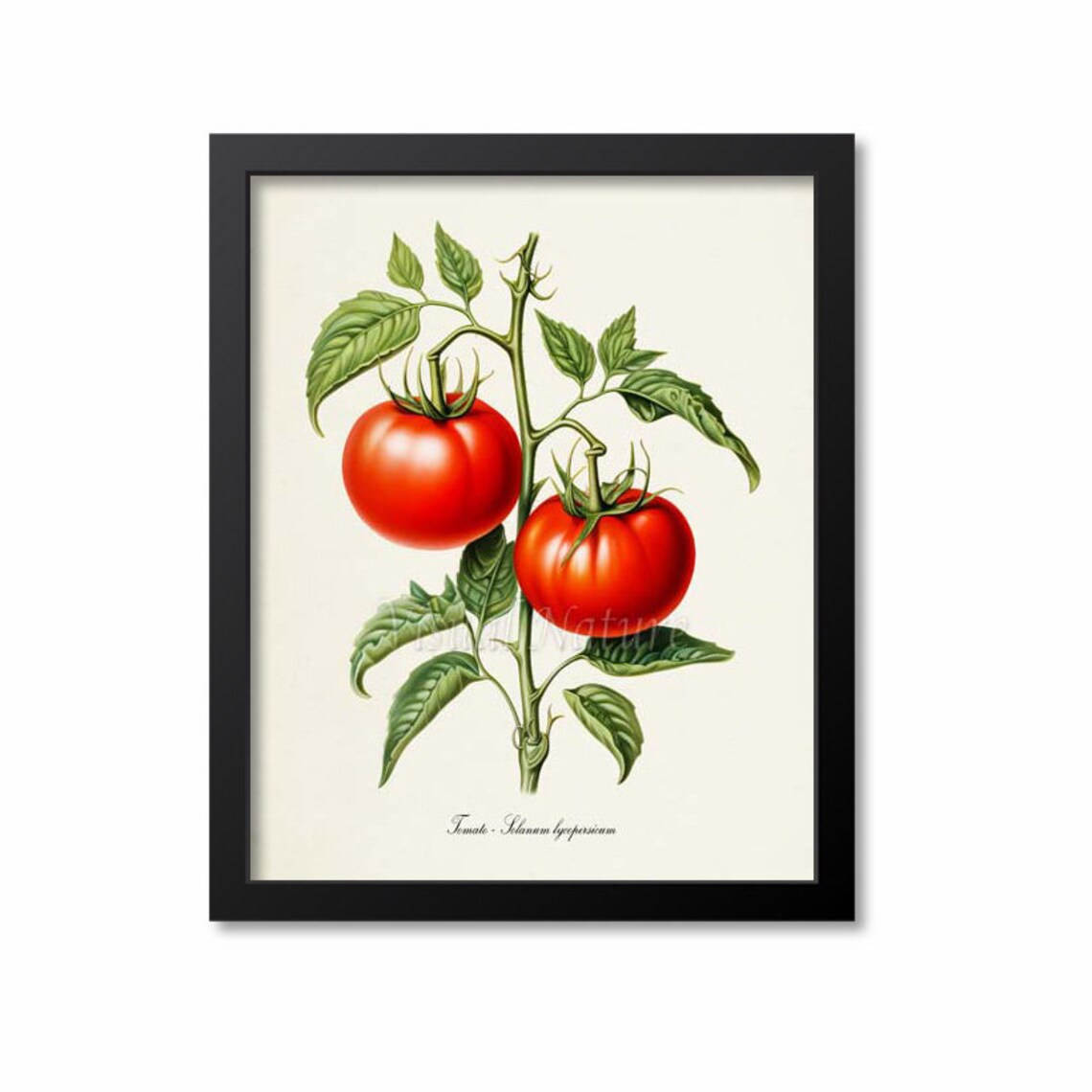 Tomato Botanical Print, Solanum Lycopersicum Art Print