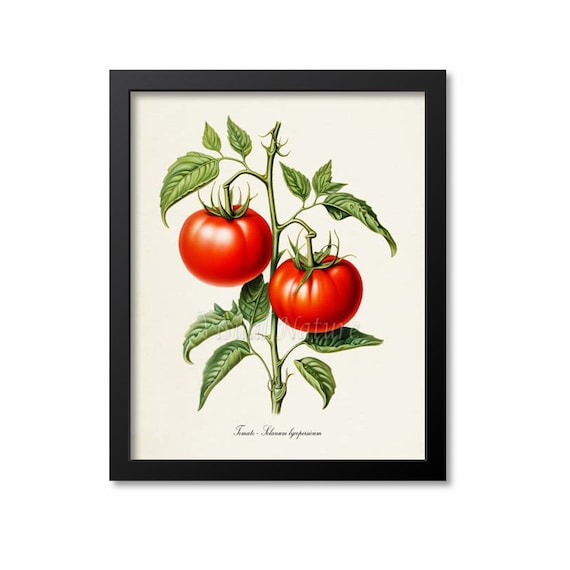 Tomato Botanical Print, Solanum Lycopersicum Art Print