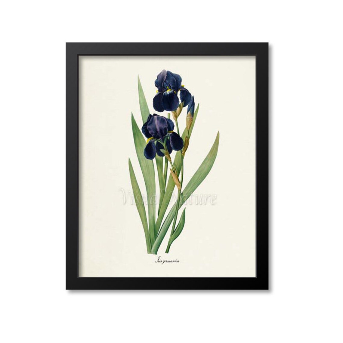 Bearded Iris Botanical Art Print, Redoute Iris