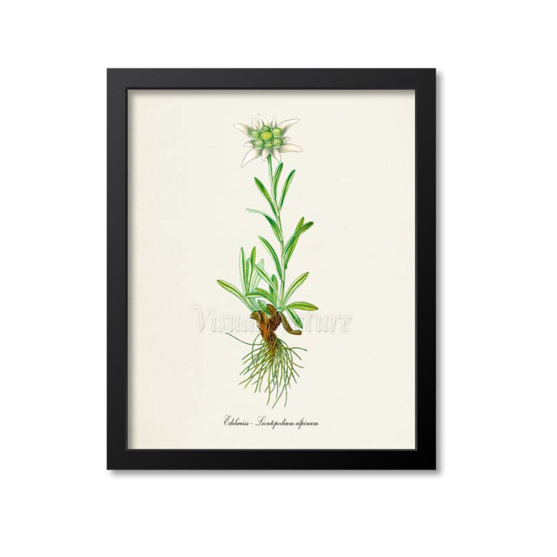 Edelweiss White Flower Botanical Wall Art Print