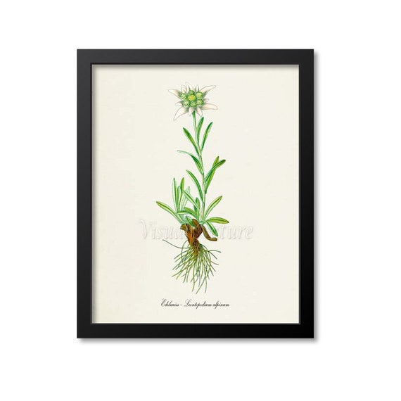 Edelweiss White Flower Botanical Wall Art Print