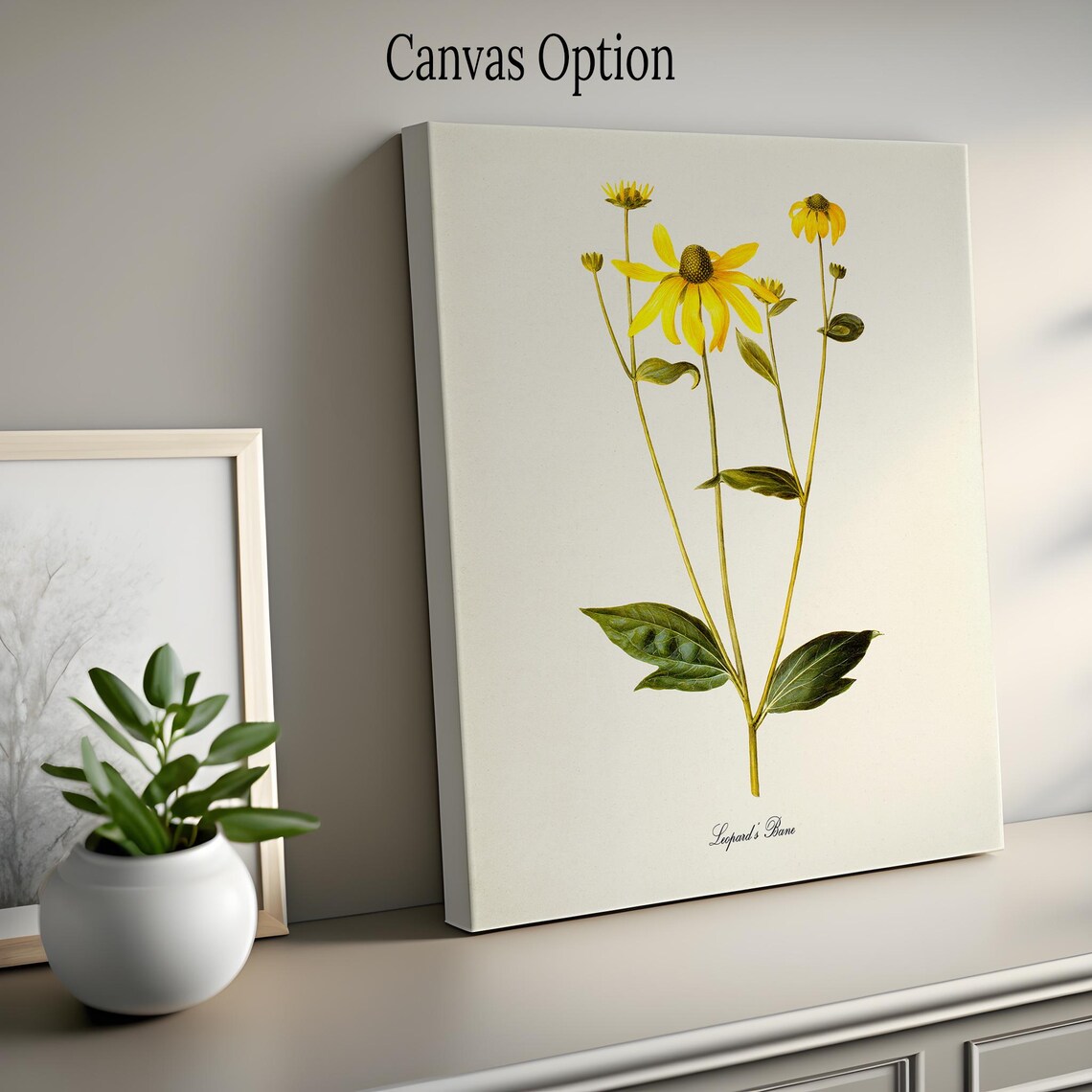 Leopards Bane Flower, Botanical Wall Art Print - Image 2
