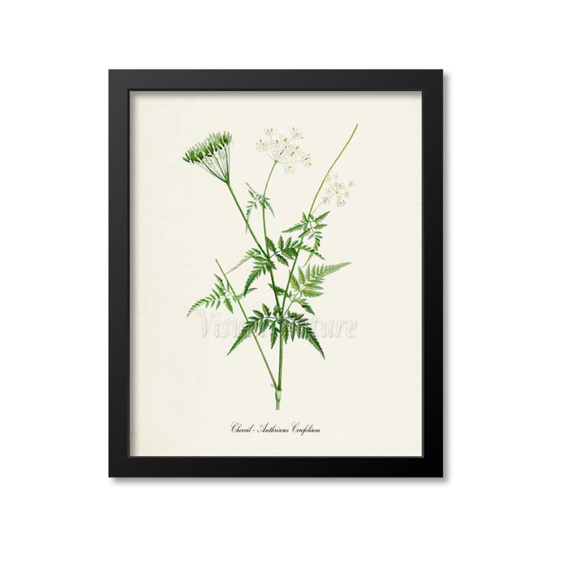 Chervil Anthriscus Cerefolium Vintage Culinary Herb Study Poster
