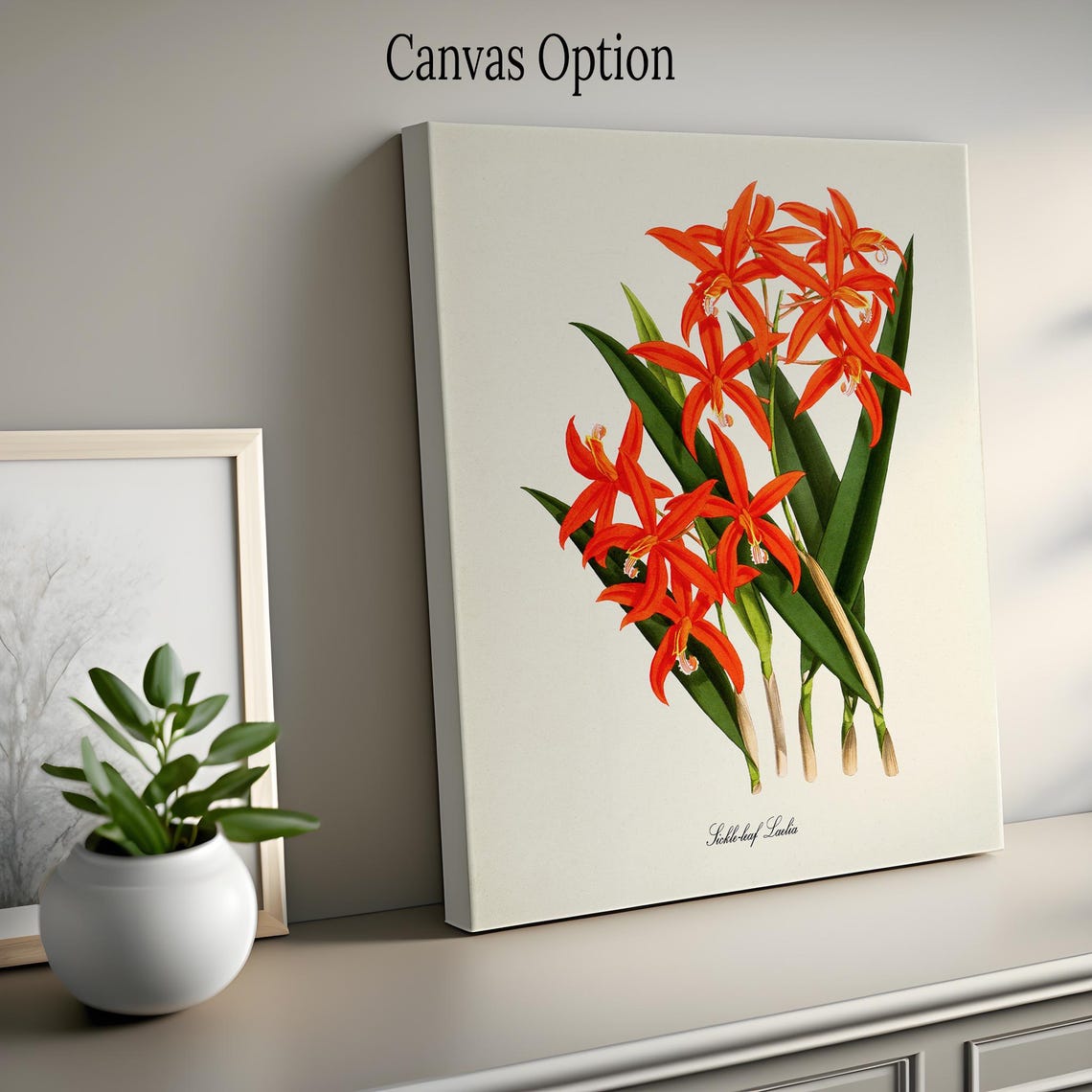 Sickle Leaf Laelia Flame Red Orchid Spray Vintage Botanical Poster - Image 2