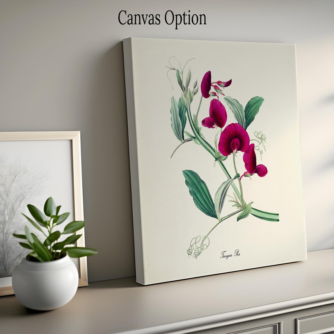 Tangier Pea Flower Botanical Art Print, Floral - Image 2