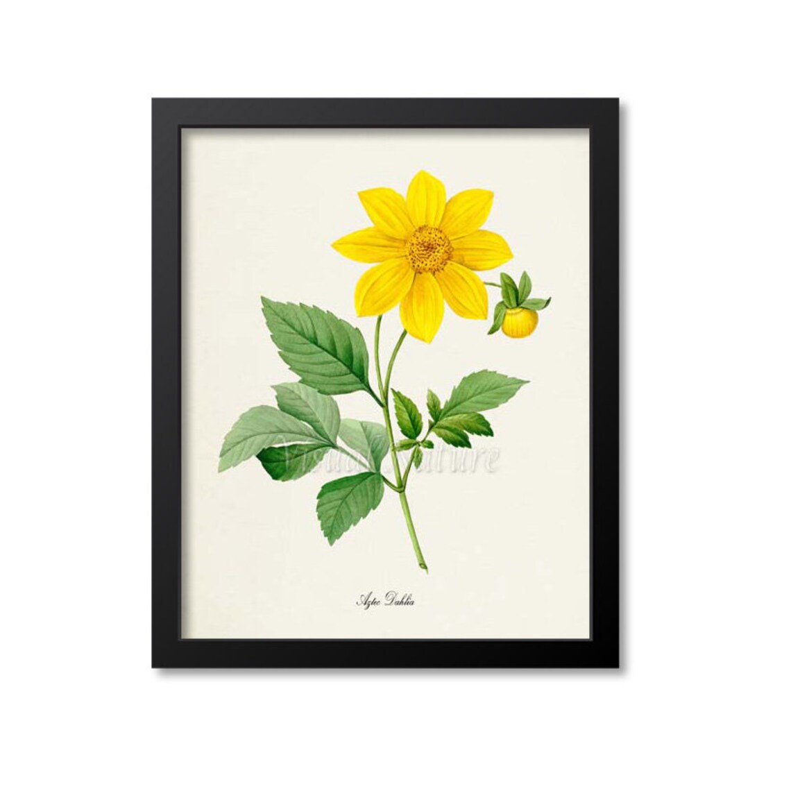 Aztec Dahlia Flower Art Print, Botanical Floral