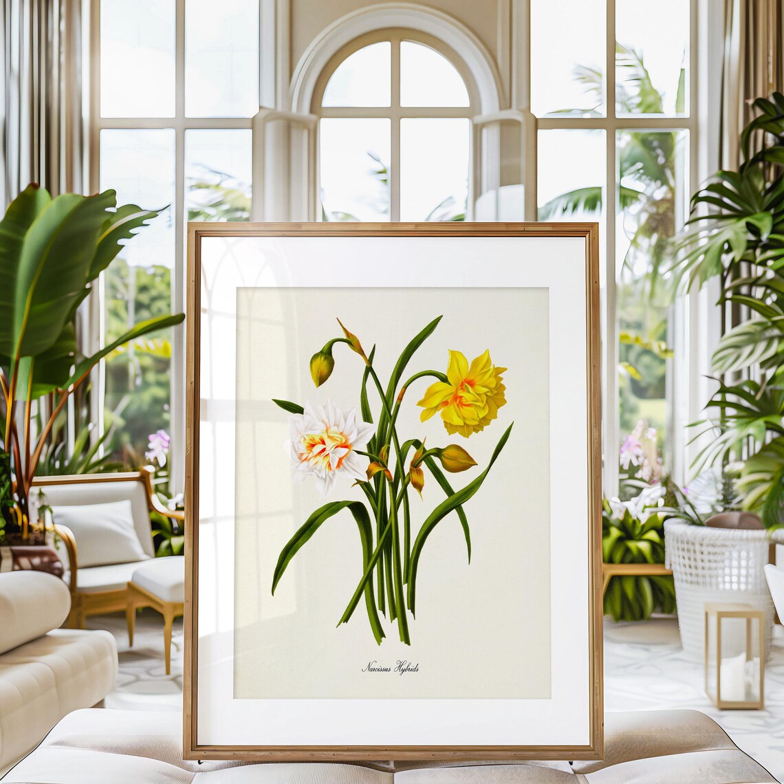 Narcissus Hybrids Daffodil Botanical Art Print - Image 3