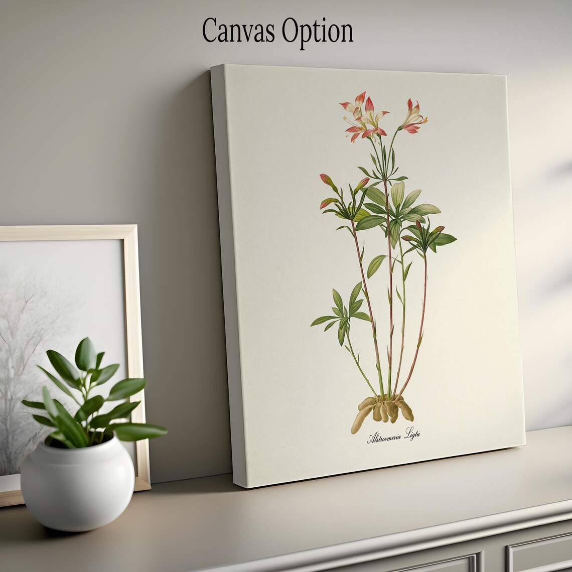 Amaryllis Botanical Art Print, Redoute-Inspired - Image 2