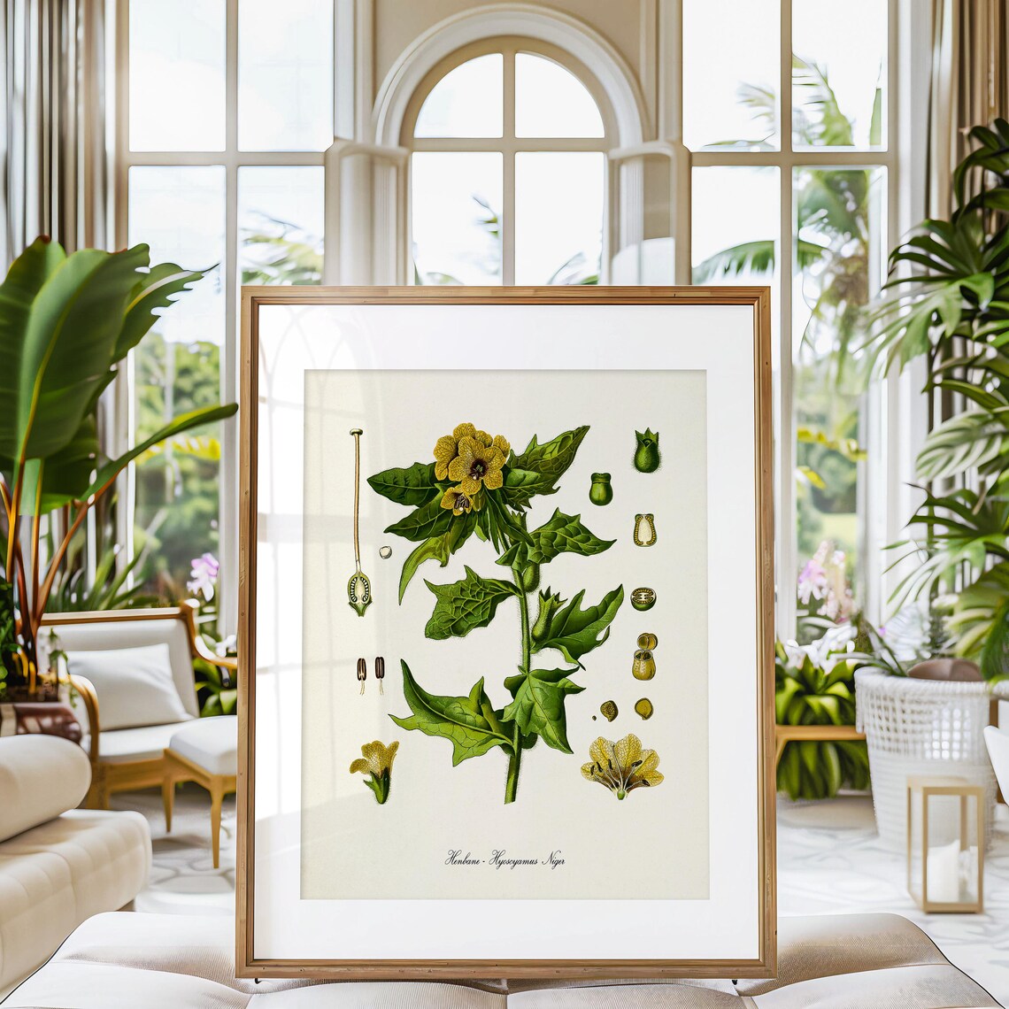 Henbane Botanical Art Print, Stinking Nightshade - Image 3