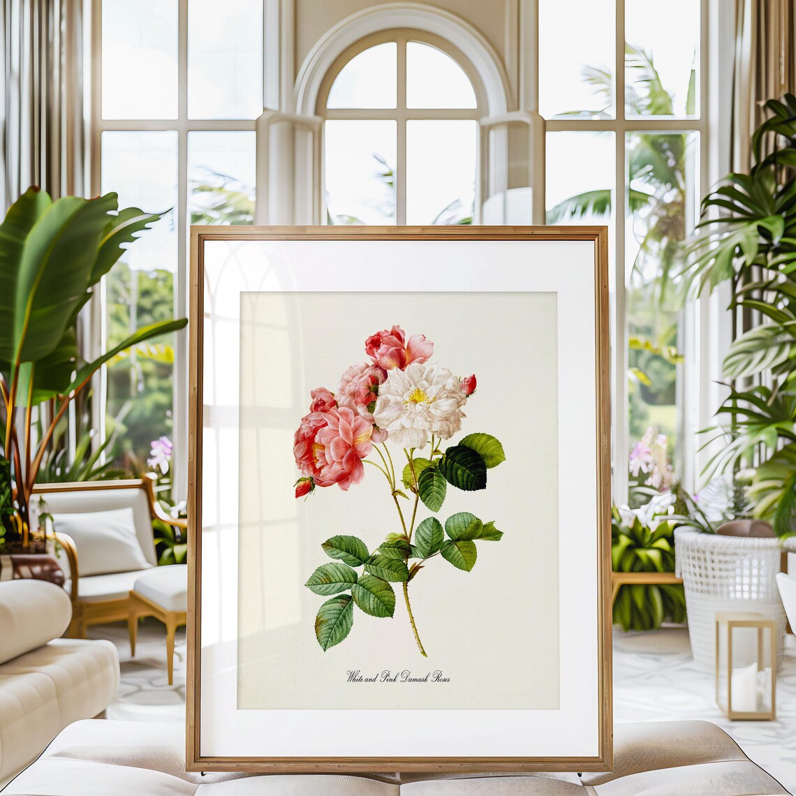 White and Pink Damask Roses Botanical Art Print - Image 3