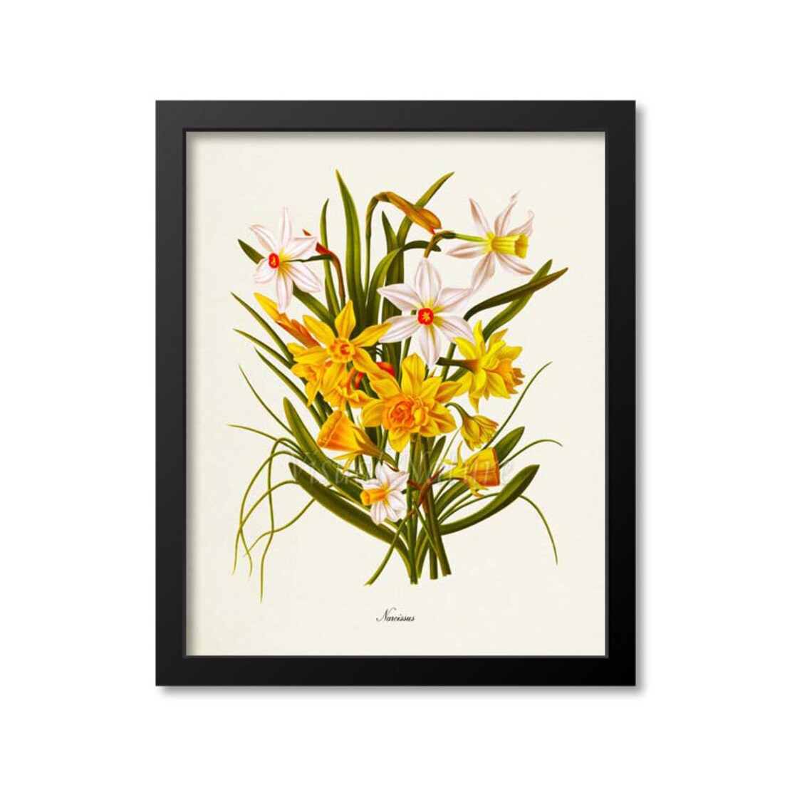 Narcissus Daffodil Botanical Floral Art Print